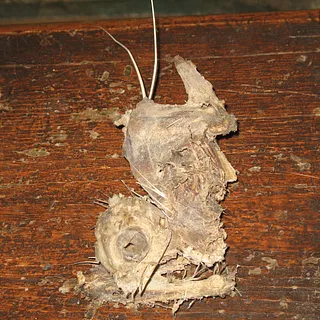 Orgelopterix